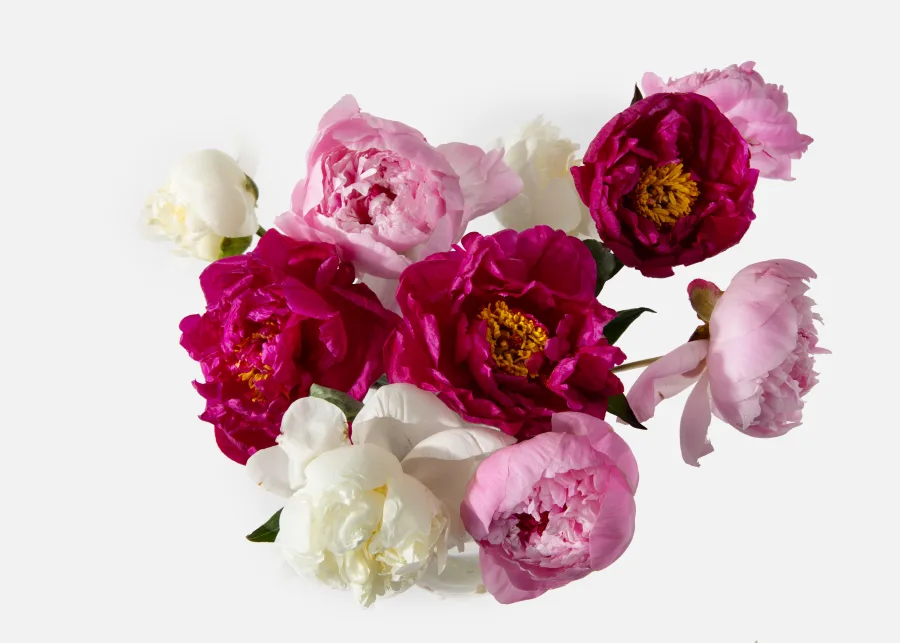 GrowersChoicePeony_2024_Top